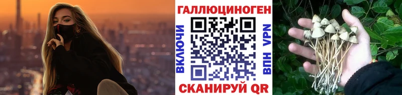 Псилоцибиновые грибы Psilocybe Ангарск